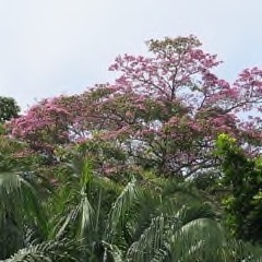 Tabebuia_rosea Apamate, Pink Poui, Pink Tecoma, Rosy Trumpet Tree